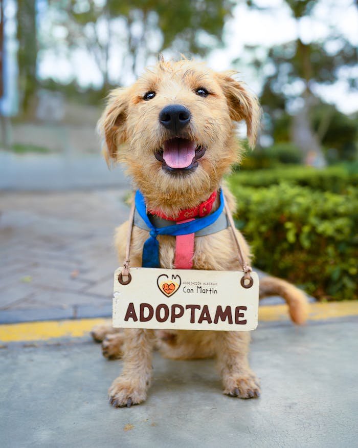 Adorable dog with a sign Adopt Me, smiling in a park setting.